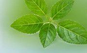 Nutraceutical Ingredients